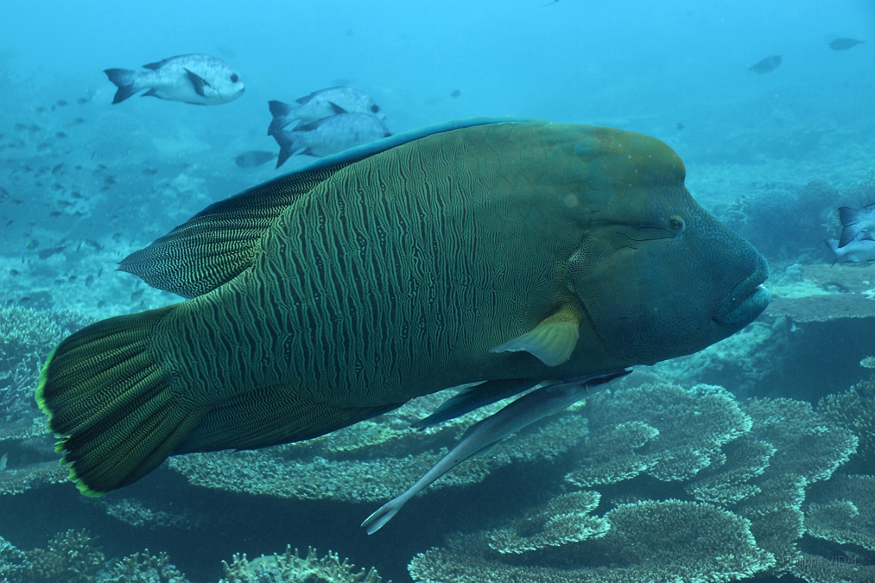 Sipadan_2015_Poisson Napoleon_Cheilinus undulatus_IMG_2316_rc.jpg